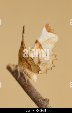 Selenia lunularia Thorn (lunaire) Banque D'Images
