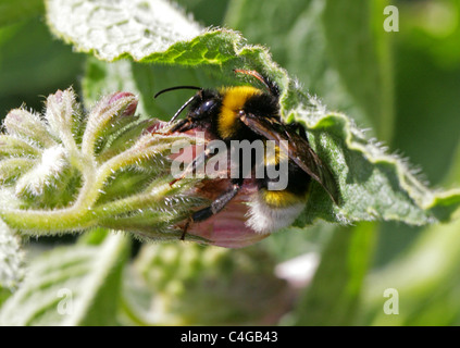 Coucou du sud, Bumblebee Bombus vestalis, Apinae, Apidae, Apoidea, Apocrita, Hyménoptères. Syn. Psithyrus vestalis. Banque D'Images