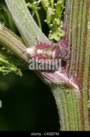 Hairy Shieldbug ou Prunelle Bug, un bouclier ou Stink Bug, Dolycoris baccarum, Pentatomidae, Hémiptères. Banque D'Images