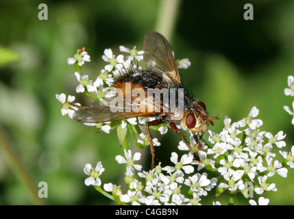 Tachinaire, Tachina fera, Tachininae, Tachinidae, Diptères Aka Fly Pou, fièvre voler, voler sur Tachnid Umbellifer. Une mouche parasite Banque D'Images