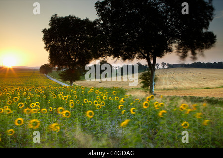 Un champ de tournesols dans le vent près de Castelnaudary, Aude, Languedoc-Roussillon, France Banque D'Images