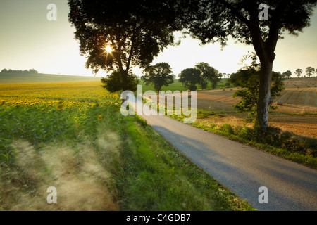 Un champ de tournesols dans le vent près de Castelnaudary, Aude, Languedoc-Roussillon, France Banque D'Images