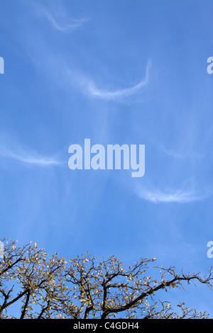 Ces nuages de cirrus en forme de U sont appelés cirrus intortus pour les formes tordues causées par les vents de niveau supérieur. Banque D'Images