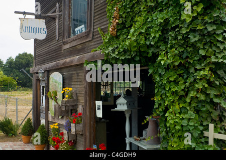 Couvert de lierre antique shop dans 'Downtown' Pescadero, Comté de San Mateo, Californie Banque D'Images