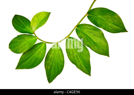 Branche de feuilles vert isolé sur fond blanc Banque D'Images