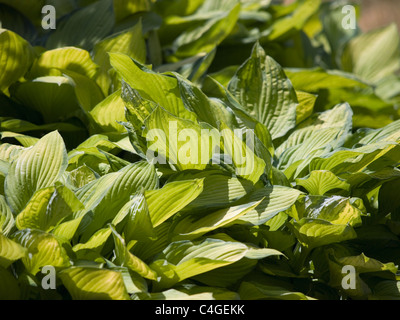 La plante Hosta vert soleil brille à travers les feuilles Banque D'Images