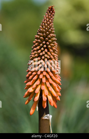 Kniphofia 'abeilles Sunset' Close Up Banque D'Images