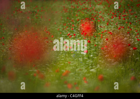 Coquelicots dans la Valnerina nr Campi, Ombrie, Italie Banque D'Images