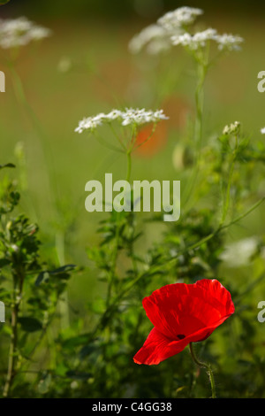 Coquelicots dans la Valnerina nr Campi, Ombrie, Italie Banque D'Images