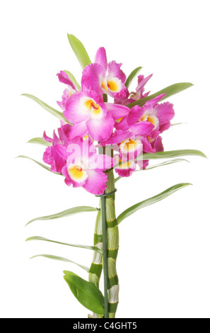 La floraison, d'Orchidées Dendrobium nobile, isolé contre white Banque D'Images