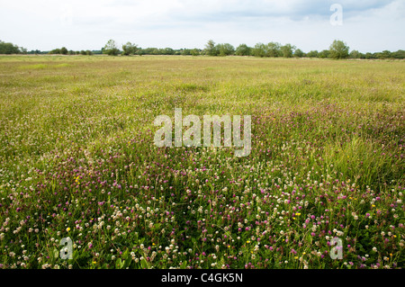 Violet mixte et le trèfle blanc sauvage poussant dans une prairie avec d'autres graminées et d'autres fleurs. UK. Banque D'Images