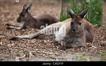 Les kangourous rouges à Healesville Sanctuary, Australie Banque D'Images