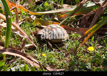 La tortue d'Hermann marcher dans la brousse. Griechische Landschildkröte läuft durch die Macchia im albanischen Tiefland. Banque D'Images