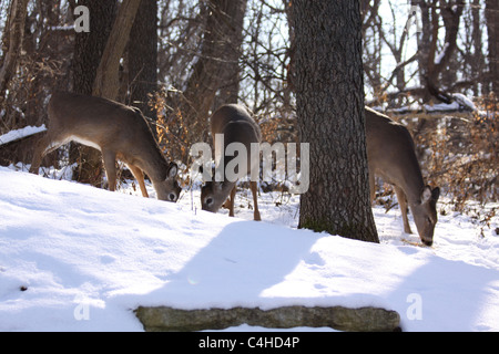 Petit troupeau de cerf de virginie biche manger dans le bois d'hiver Banque D'Images