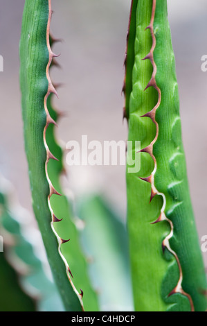 Agave Lophantha Banque D'Images