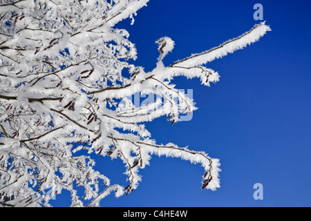 Le givre blanc sur les branches d'un noisetier contre un ciel bleu clair par temps froid l'hiver. L'Autriche, de l'Europe. Banque D'Images