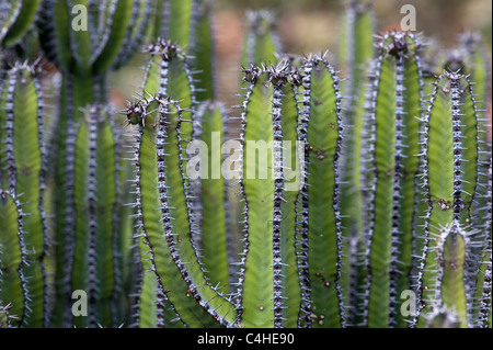 Euphorbia Polyacantha. Cactus Banque D'Images