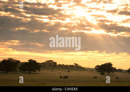Au coucher du soleil, de la rivière Auob Transfontier Kgalagadi Park, Afrique du Sud Banque D'Images