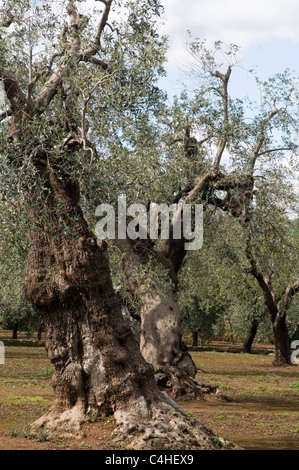 Arbre arbres d'olive grove oliviers noueux gnarly vieux tordu le sud de l'Italie, la production d'olives italiennes Banque D'Images