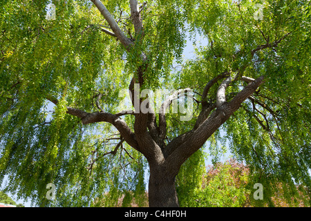 Close up grand arbre vert saule pleureur, Salix bebbiana, tronc épais, branches soufflées par le vent et les feuilles vert clair fond de ciel bleu Banque D'Images