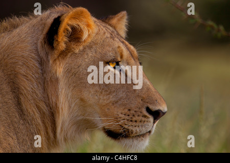 Young male lion (Panthera leo) dans Transfontier Kgalagadi Park, Afrique du Sud Banque D'Images