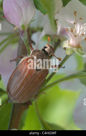 Catégorie : commun (Melolontha melolontha) sur pommier. Avril. West Sussex, UK. Banque D'Images
