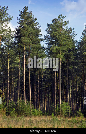 La forêt de conifères avec des pins noirs (Pinus nigra), Belgique Banque D'Images