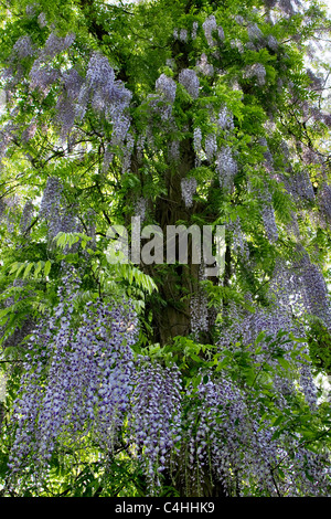 Wisteria floribunda (glycine du Japon) floraison autour de tree Banque D'Images