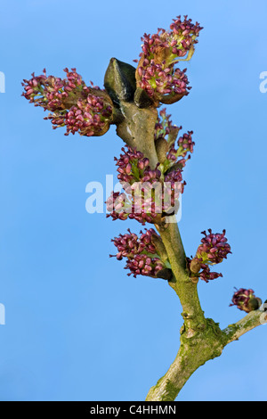 Frêne / frêne commun (Fraxinus excelsior) floraison des arbres, Belgique Banque D'Images