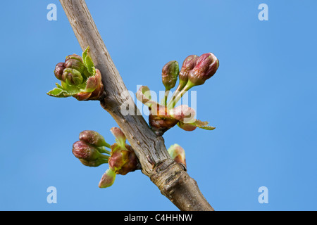 Wild Cherry / Sweet cherry (Prunus avium), l'éclatement des bourgeons et des fleurs au printemps, la Belgique en émergence Banque D'Images