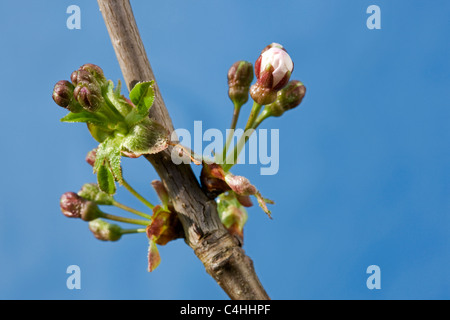 Wild Cherry / Sweet cherry (Prunus avium), l'éclatement des bourgeons et des fleurs au printemps, la Belgique en émergence Banque D'Images