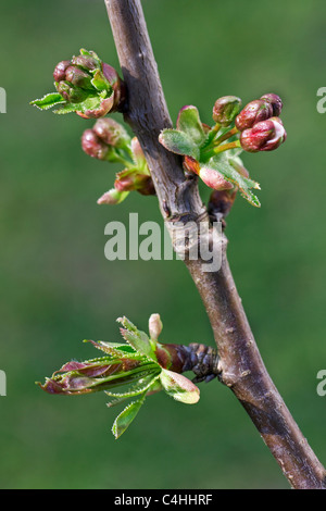 Wild Cherry / Sweet cherry (Prunus avium), l'éclatement des bourgeons et des fleurs au printemps, la Belgique en émergence Banque D'Images