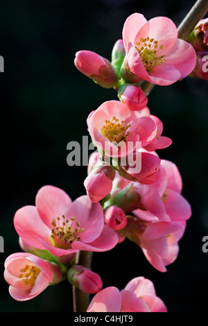 Cognassier du Japon (Chaenomeles japonica) en fleurs Banque D'Images