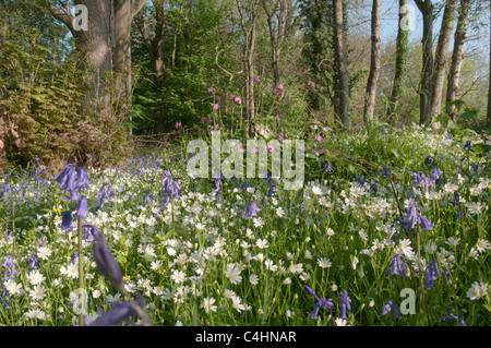 Fleurs sauvages printanières dans le bois de Woolbeding, Bluebells, Greater Stitchwort, Sussex, Angleterre. Avril. Banque D'Images