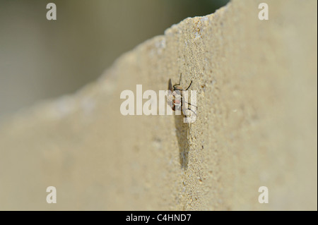 Close-up d'une mouche au repos sur un mur vertical. Banque D'Images