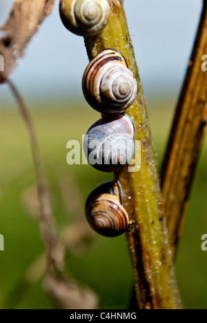 Copse escargot Arianta arbustorum et escargot Cepaea hortensis White-Lipped plantes sur tige. Banque D'Images