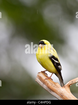 Chardonneret jaune, sur une branche dans la pluie. Banque D'Images