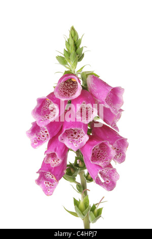 Fleurs blanc isolé contre la digitale Banque D'Images