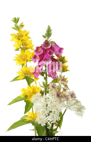 Arrangement de fleurs sauvages, loostrife jaune, digitale et cow parsley, isolé contre white Banque D'Images