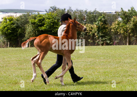 Jugeant des chevaux sans selle de race Thoroughbred lors du défilé des Royal Cornwall Showground Events & Exhibits 2011, Wadebridge, comté de Cornwall, Royaume-Uni Banque D'Images