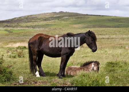 Bodmin Moor Horse & Pony   la lande de granit le nord-est de Cornwall, England, UK Banque D'Images