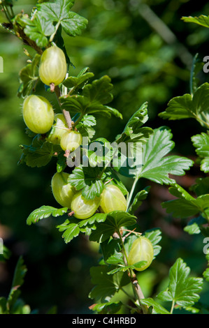 Groseille bio avec bush nouveau groseilles prises localement dans jardin à Bristol en été Banque D'Images