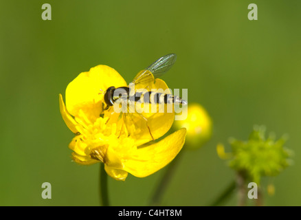Hoverfly sur renoncule, France Banque D'Images