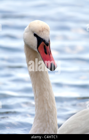 Swan le cou et la tête courbée sur fond de mer Banque D'Images