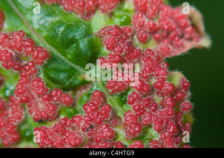 Artacris Acariens Gall macrorhynchus Banque D'Images