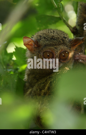 Tarsier spectral dans le Parc National de Tangkoko Banque D'Images