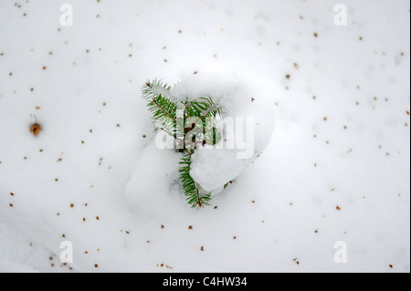 Jeune sapin couvert en partie par la neige Banque D'Images