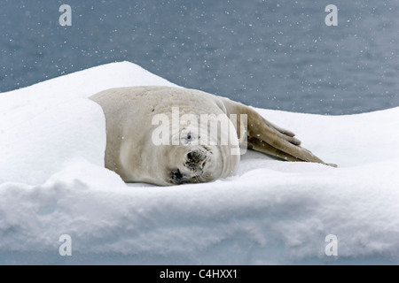 Phoque de Weddell sur la banquise antarctique Banque D'Images