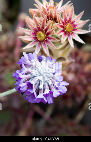 Primula capitata (houseleek Sempervivum) Banque D'Images