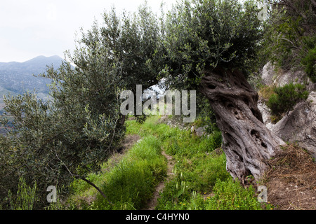 Une voûte formée par un vieil olivier dans l'ancienne ville de Polyrinia hellénique, en Crète. Banque D'Images